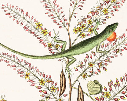 Lizard | 18th Century