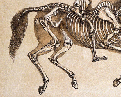 Human and Horse Skeleton | 1860