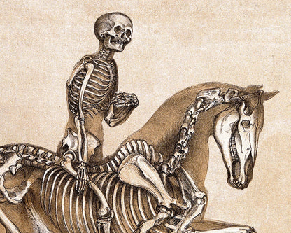 Human and Horse Skeleton | 1860