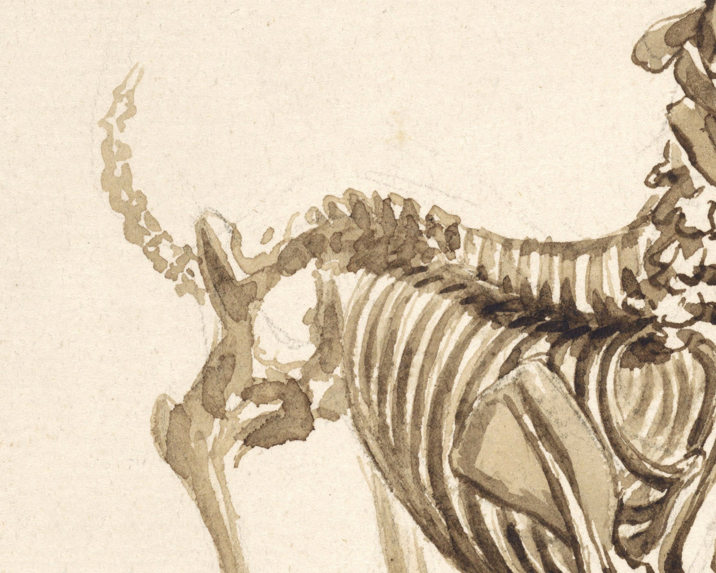 Skeleton of a Dog | 1818