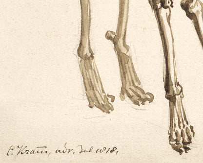 Skeleton of a Dog | 1818