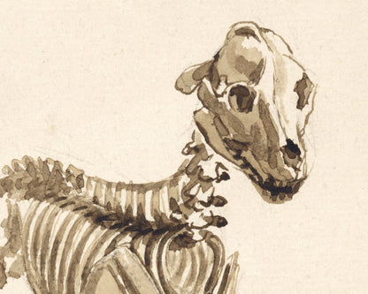 Skeleton of a Dog | 1818