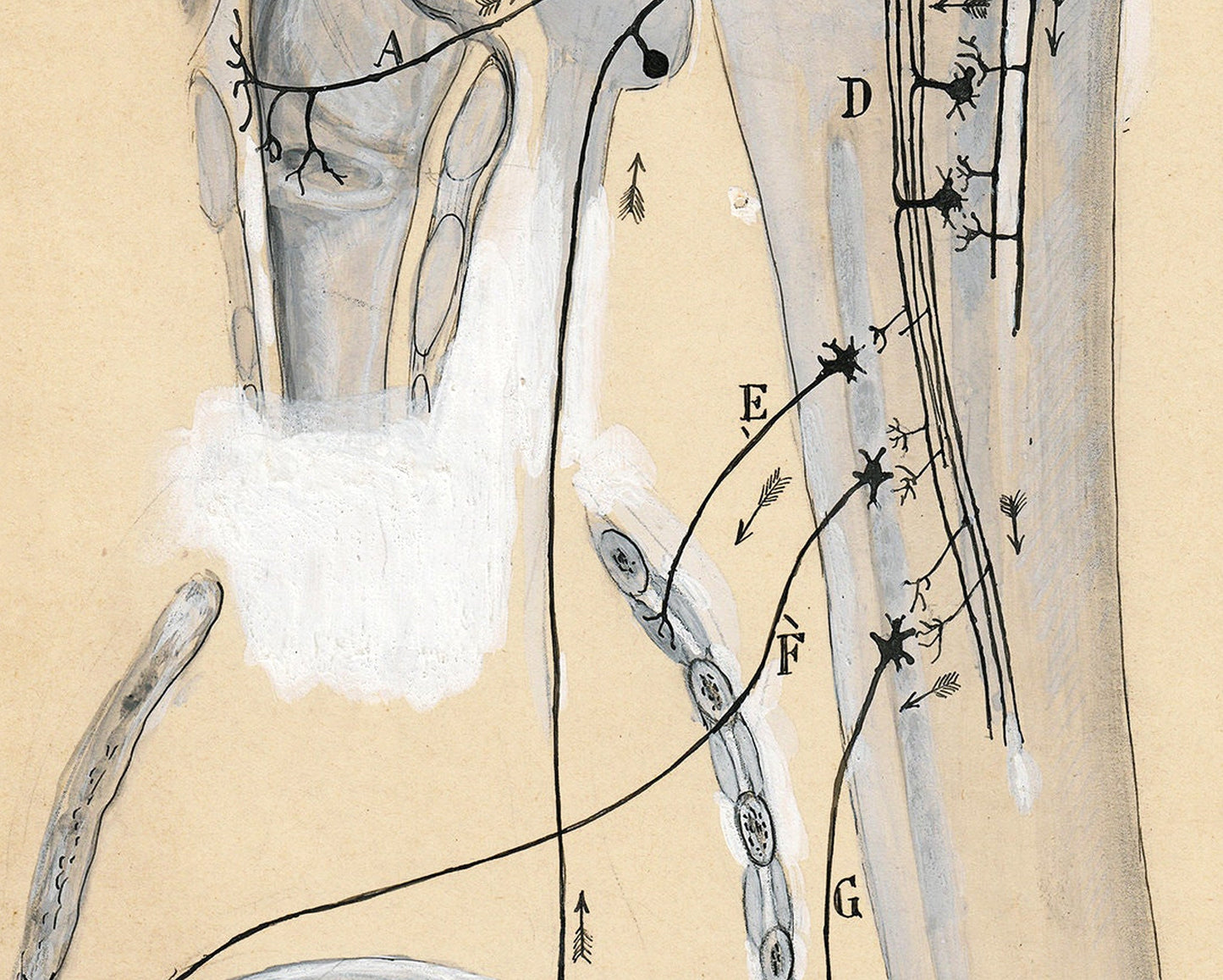 The Vomit Reflex Drawing | 1904