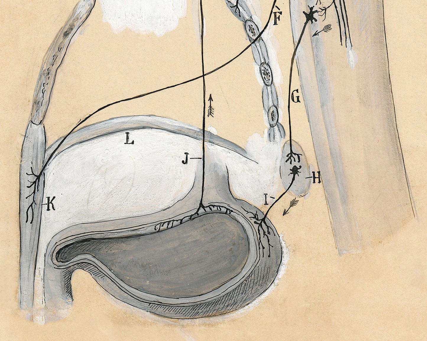 The Vomit Reflex Drawing | 1904